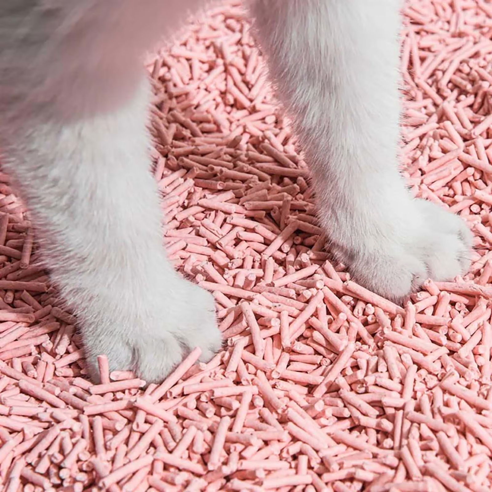 ピンクの豆腐猫砂の上に立つ猫の足