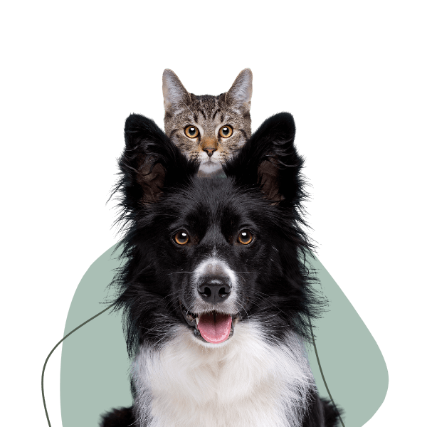 犬・猫を代表するケアコン ペット用衛生用品